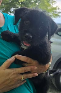Lenny- sidekick material - Photo 1