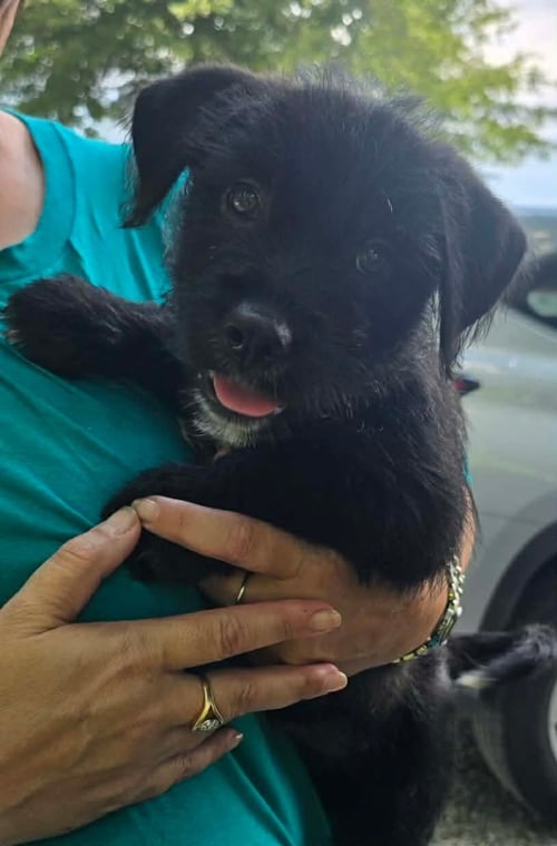 LENNY- SIDEKICK MATERIAL - Border Terrier available for adoption