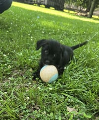 Lenny- sidekick material - Photo 3