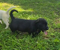 Lenny- sidekick material - Photo 4