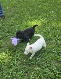Lenny- sidekick material - Photo 5