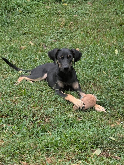 SABRINA- LONG LEGGED BEAUTY - Doberman Pinscher / Black and Tan Coonhound available for adoption