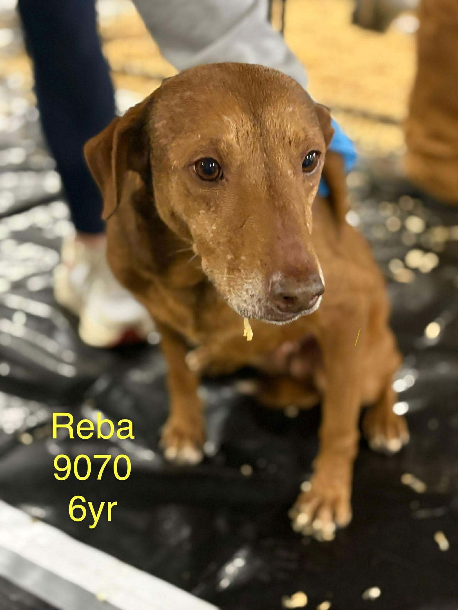 REBA - Hound / Redbone Coonhound available for adoption