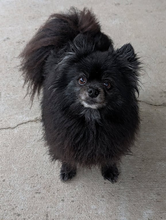 Sport- spunky senior Image