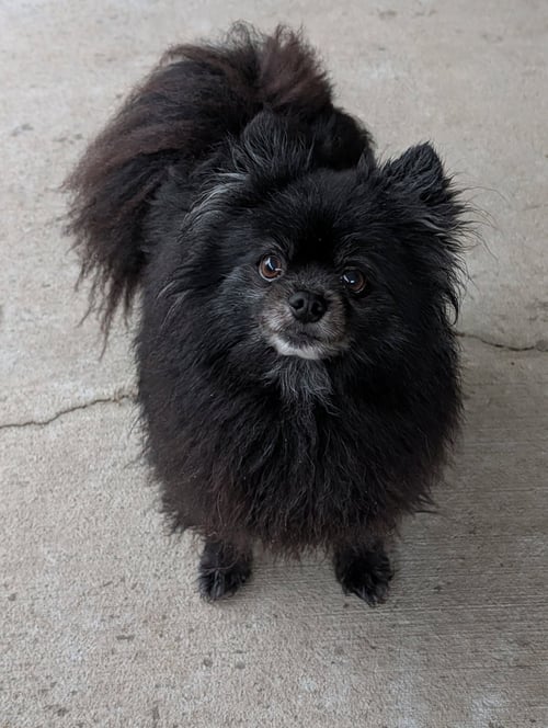 SPORT- SPUNKY SENIOR - Pomeranian available for adoption