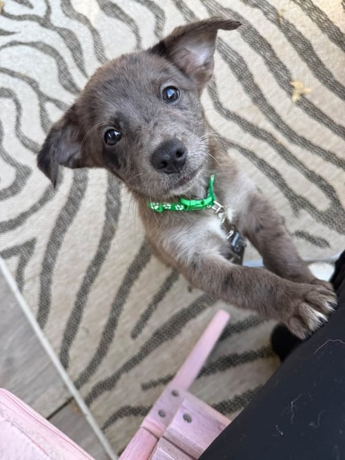 ANDRE- THE A LITTER - Cairn Terrier available for adoption
