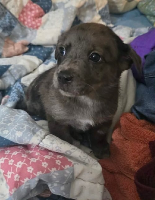 ANDRE- THE A LITTER - Cairn Terrier available for adoption