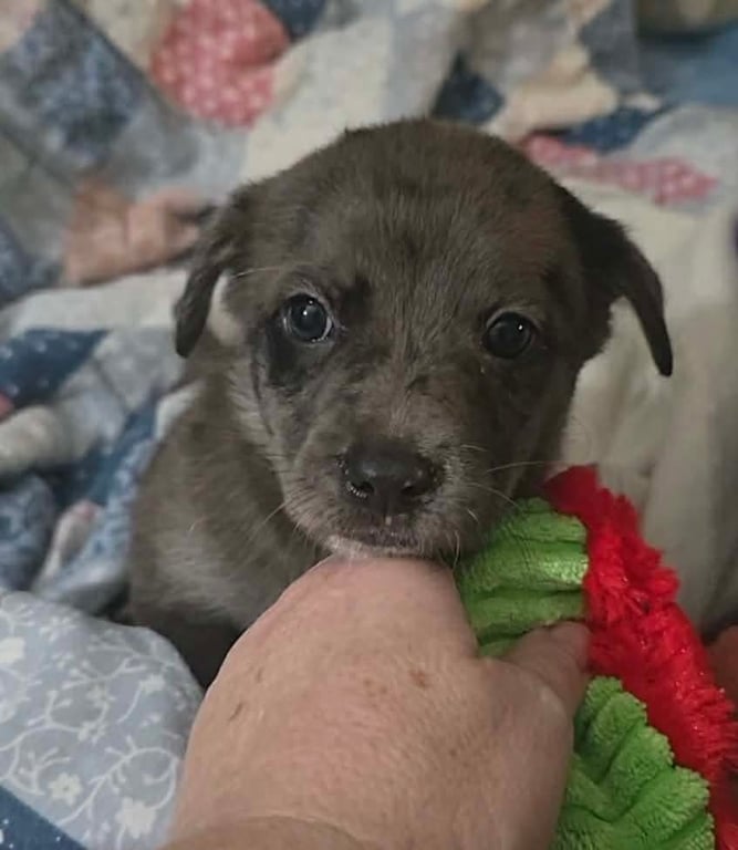 Andre- the A litter Image