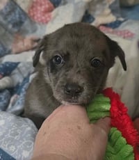 Andre- the A litter - Photo 1