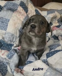 Andre- the A litter - Photo 3
