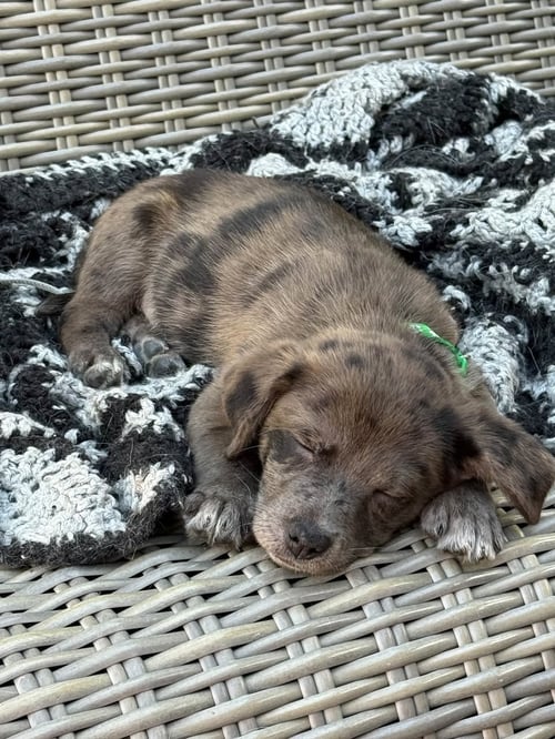 ANDRE- THE A LITTER - Cairn Terrier available for adoption