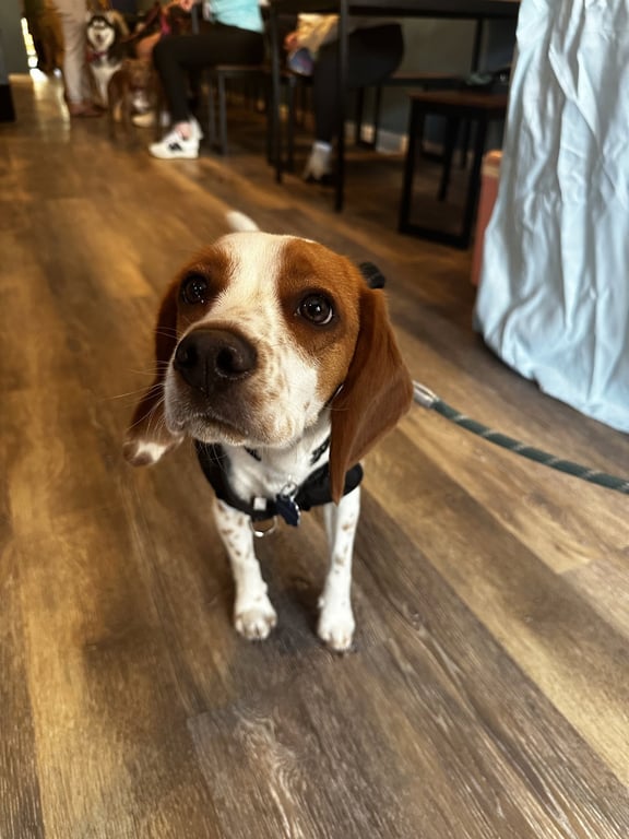 Toby - Cute Beagle Boy Image