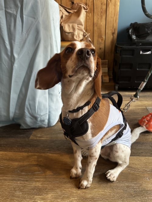 TOBY - CUTE BEAGLE BOY - Beagle available for adoption