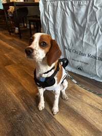 Toby - Cute Beagle Boy - Photo 3