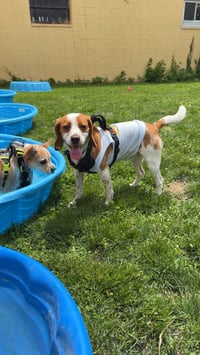 Toby - Cute Beagle Boy - Photo 4