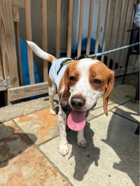 Toby - Cute Beagle Boy - Photo 5