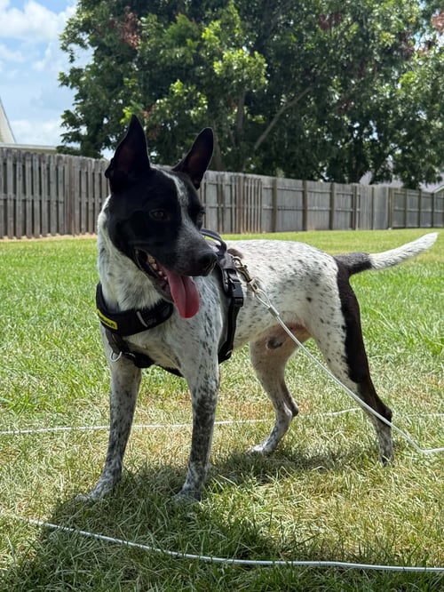 JAX-FRIENDLY BOY - Australian Cattle Dog/Blue Heeler / American Staffordshire Terrier available for adoption