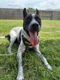 Jax-friendly boy - Photo 1