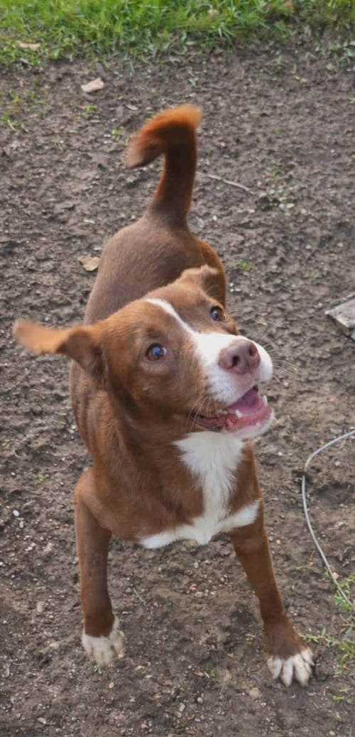 PHOENIX- LOVING GIRL - Labrador Retriever / Australian Shepherd available for adoption