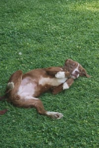 Phoenix- loving girl - Photo 3