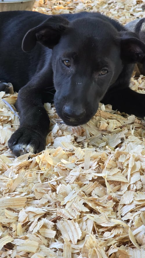 ONYX- TORNADO OF LOVE - Labrador Retriever / Pit Bull Terrier available for adoption