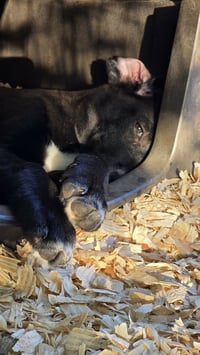 Onyx- tornado of love - Photo 3