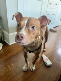 Charlie- loving goofball - Photo 4