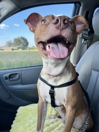 Charlie- loving goofball - Photo 2
