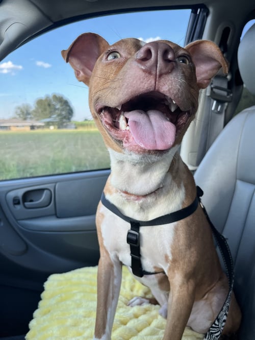 CHARLIE- LOVING GOOFBALL - American Staffordshire Terrier / American Pit Bull Terrier available for adoption