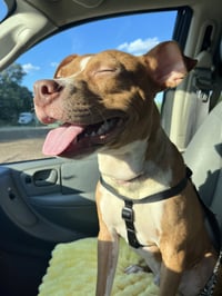 Charlie- loving goofball - Photo 3