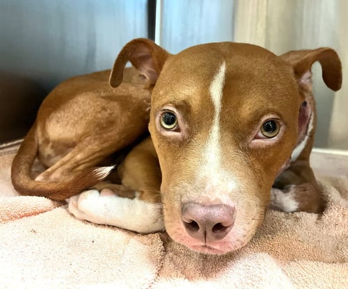 CHARLIE- LOVING GOOFBALL - American Staffordshire Terrier / American Pit Bull Terrier available for adoption