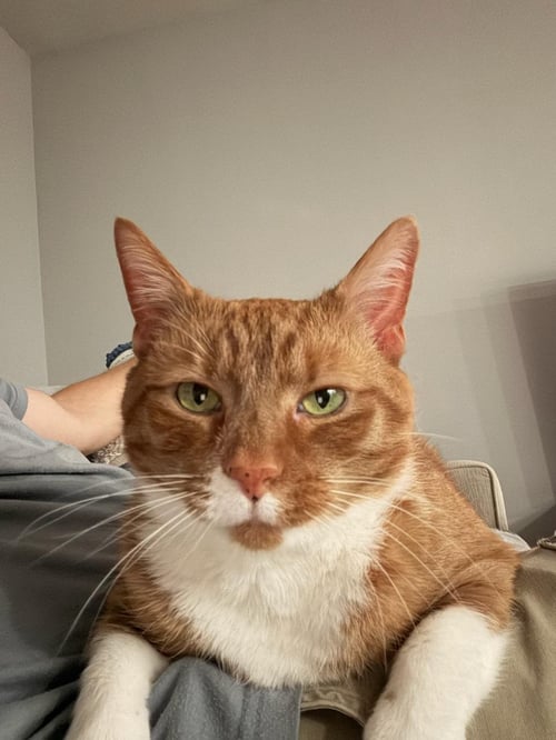 DYLAN - Domestic Short Hair available for adoption