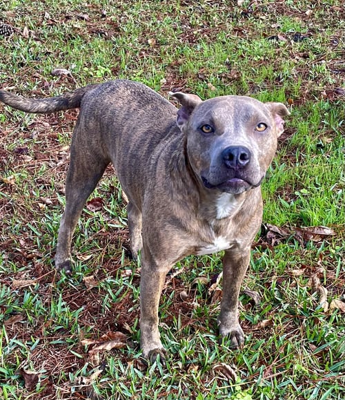 JASON - A FIRECRACKER - American Pit Bull Terrier available for adoption