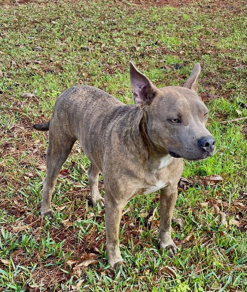 JASON - A FIRECRACKER - American Pit Bull Terrier available for adoption