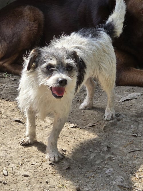 ARIEL- SCRUFFY CUTIE - Yorkshire Terrier Yorkie / Shih Tzu available for adoption