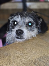 Ariel- scruffy cutie - Photo 2