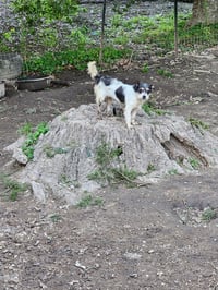 Ariel- scruffy cutie - Photo 3