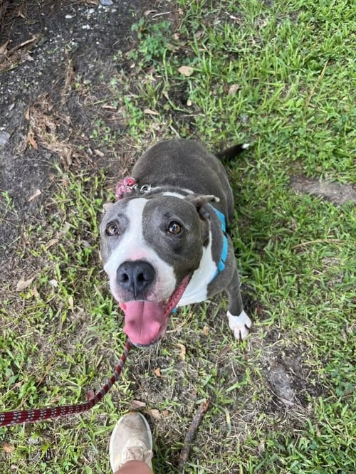 GABRIEL - PROFESIONAL COUCH COMPANION - American Pit Bull Terrier available for adoption