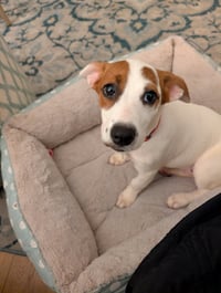 Nova - chunky cutie! - Photo 3