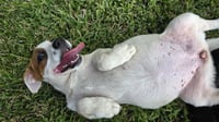 Nova - chunky cutie! - Photo 9