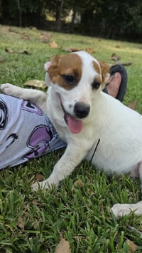 Nova - chunky cutie! - Photo 10