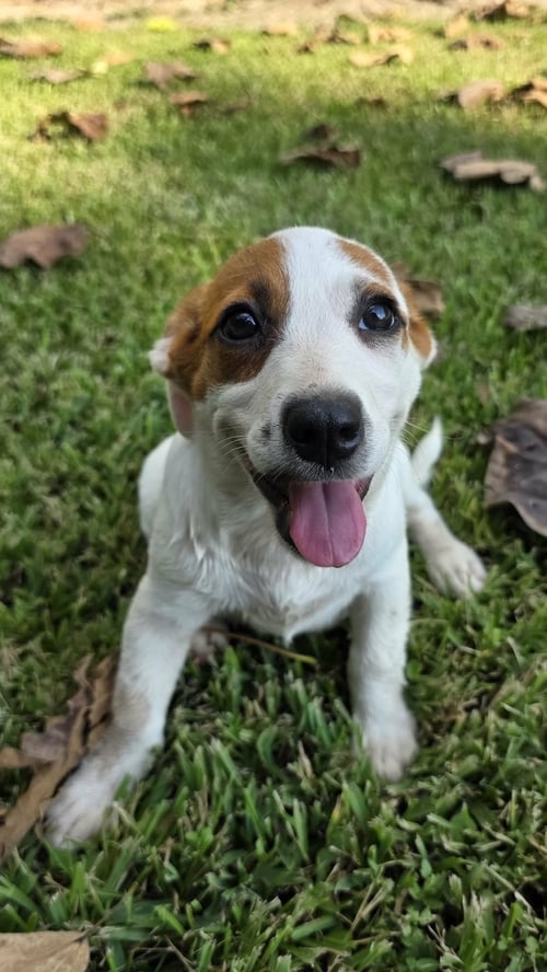 NOVA - CHUNKY CUTIE! - Labrador Retriever available for adoption