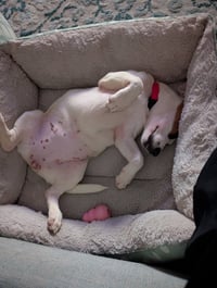 Nova - chunky cutie! - Photo 5