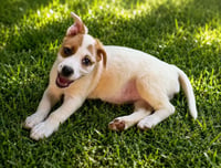 Nova - chunky cutie! - Photo 13