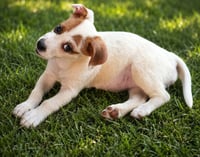 Nova - chunky cutie! - Photo 12