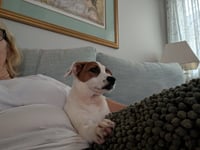 Nova - chunky cutie! - Photo 6