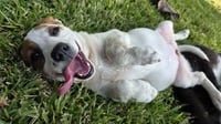 Nova - chunky cutie! - Photo 8