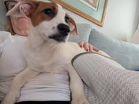 Nova - chunky cutie! - Photo 4