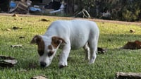 Nova - chunky cutie! - Photo 15