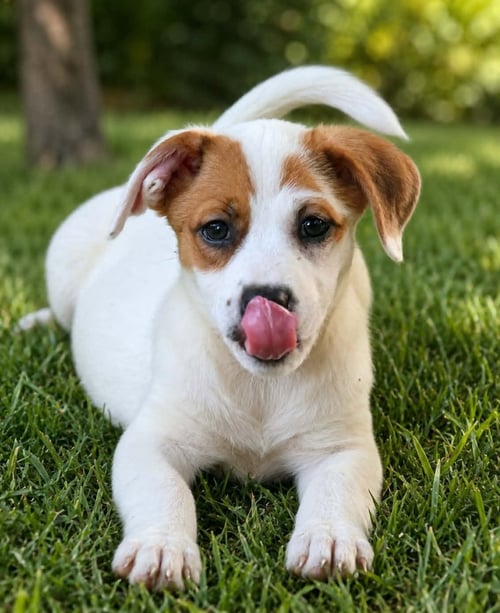 NOVA - CHUNKY CUTIE! - Labrador Retriever available for adoption